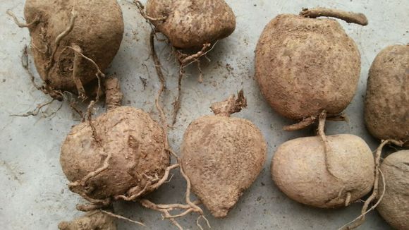 How to cultivate Stephania ? How to cultivate Stephania ?