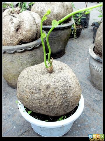 How to cultivate Stephania ? How to cultivate Stephania ?